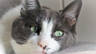 【YouTube】ゲーム実況動画を毎日投稿するメリットとデメリット